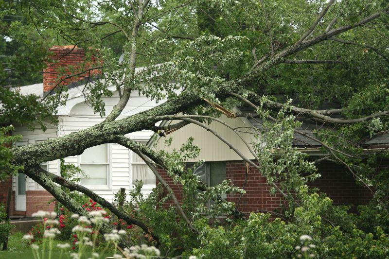 Fallen Tree on Roadway