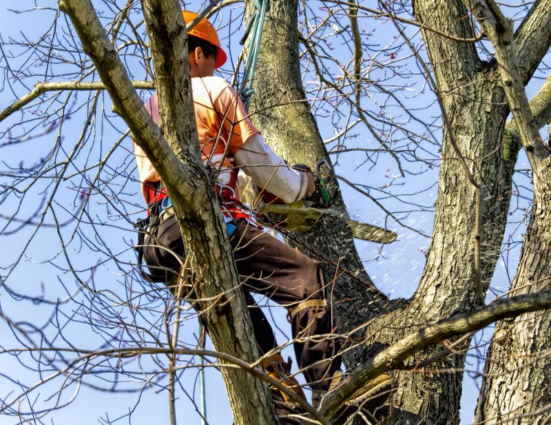 Tree Shearing detail