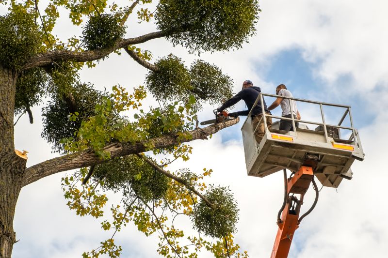 Tree Lopping Service
