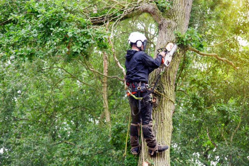 Expert Arborist at Work