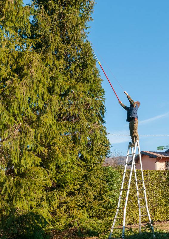 Local Tree Service Companies
