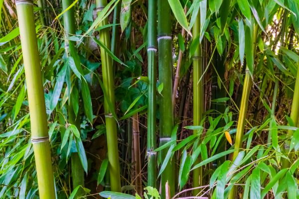 Bamboo Trimming Service
