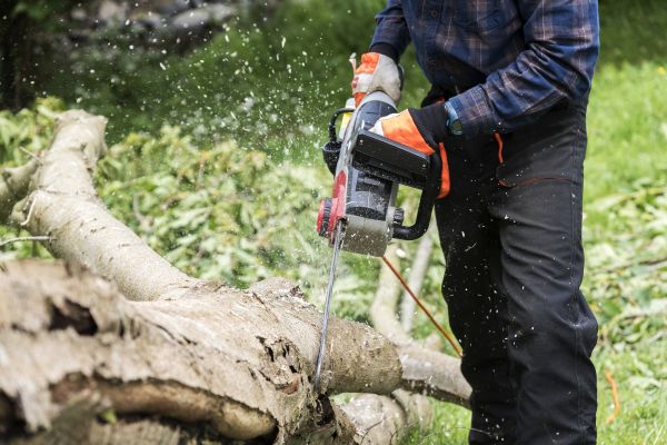 Branch Removal Service