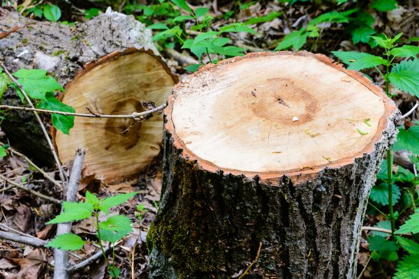 Emergency Tree Service