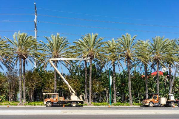 Palm Pruning