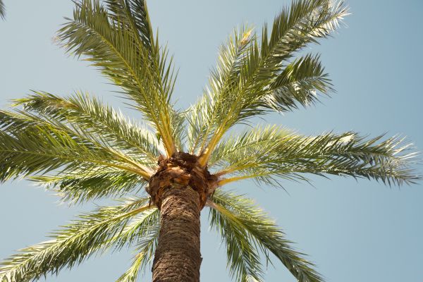 Palm Tree Pruning in Glen Allen