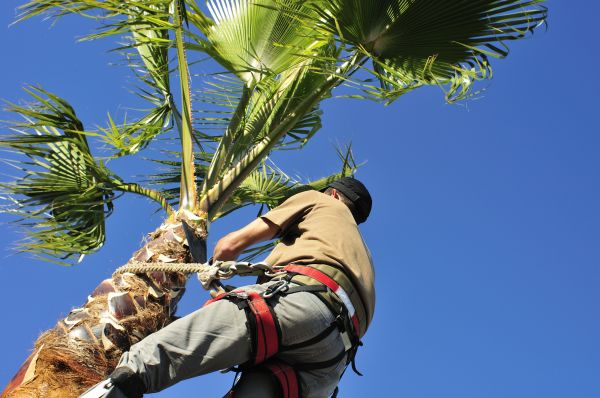 Palm Tree Trimming in Glen Allen