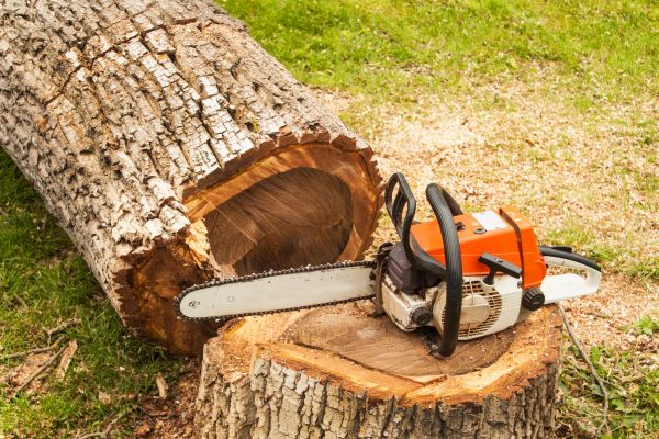 Tree Cutting Service in Glen Allen