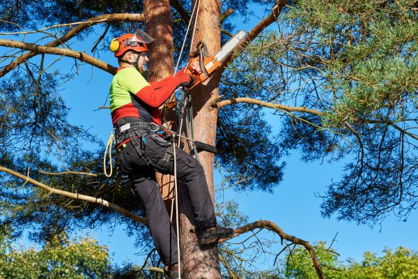 Tree Service in Glen Allen