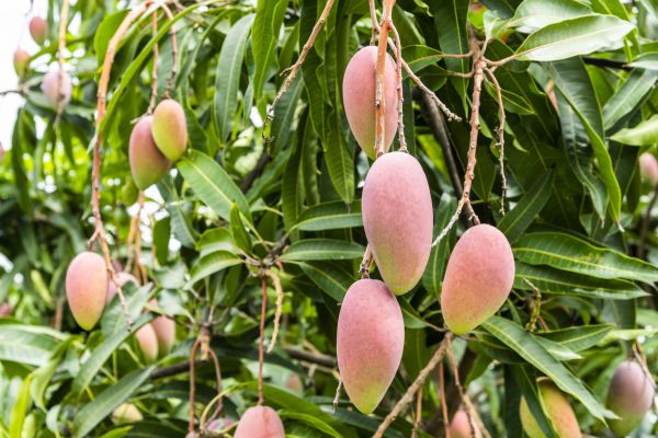 Mango Tree Trimming Service