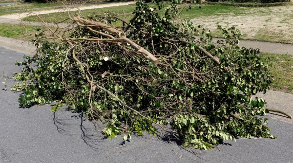 Branch Removal
