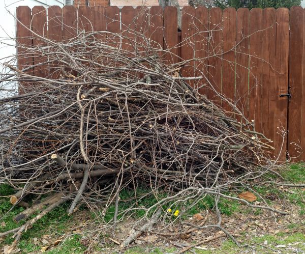 Dead Branch Removal Service