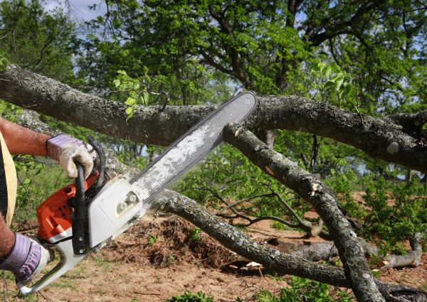 Tree Branch Cutting Service