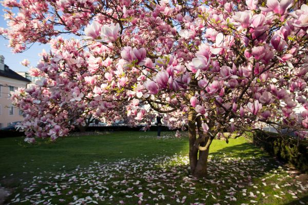 Ornamental Tree Pruning Service