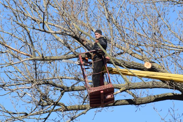 Emergency Tree Trimming Service