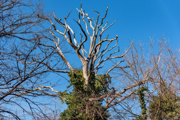 Deadwood Removal Service