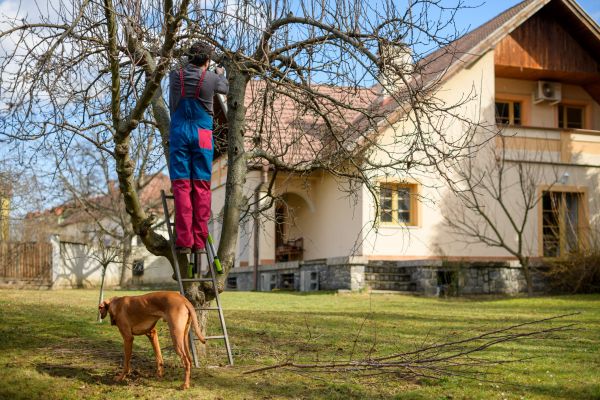 Residential Tree Trimming