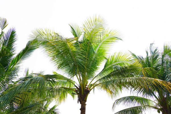 Palm Trimming