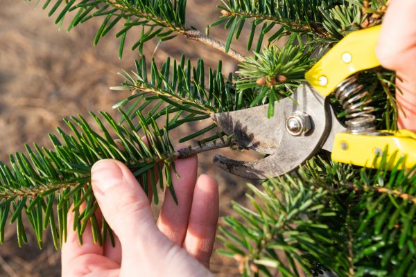 Pine Tree Pruning Service