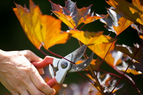 Maple Tree Pruning Service