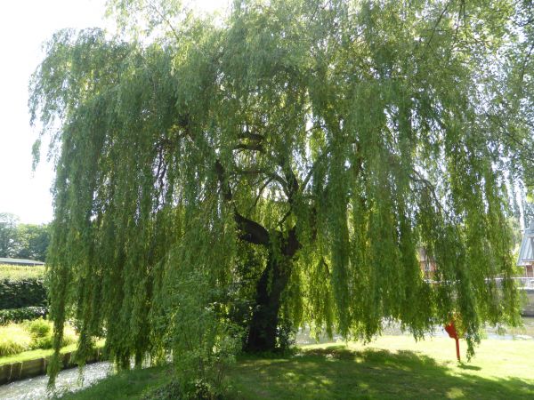 Willow Tree Trimming Service