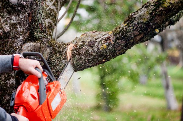 Tree Limbs Removal Service