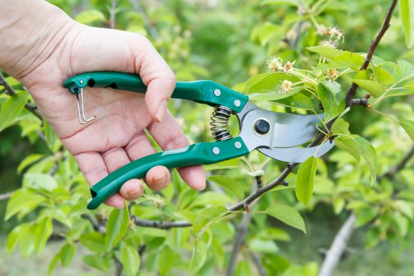 Pear Tree Pruning Service