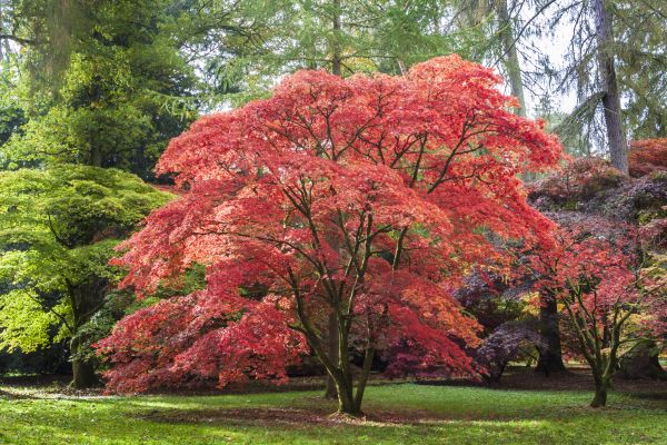 Japanese Maple Pruning in Glen Allen