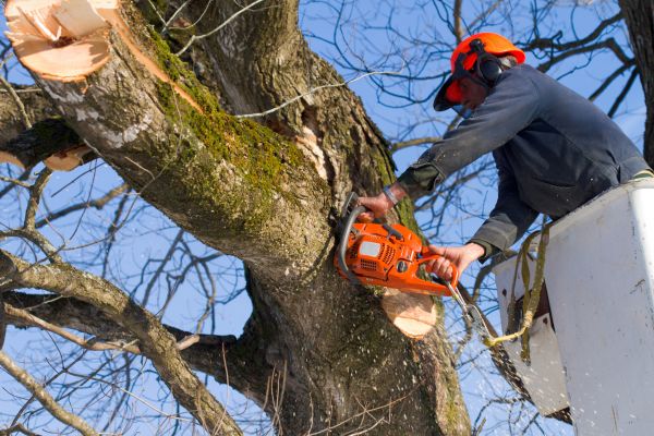 Limb Cutting