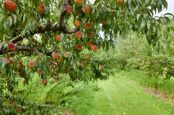 Peach Tree Pruning Service