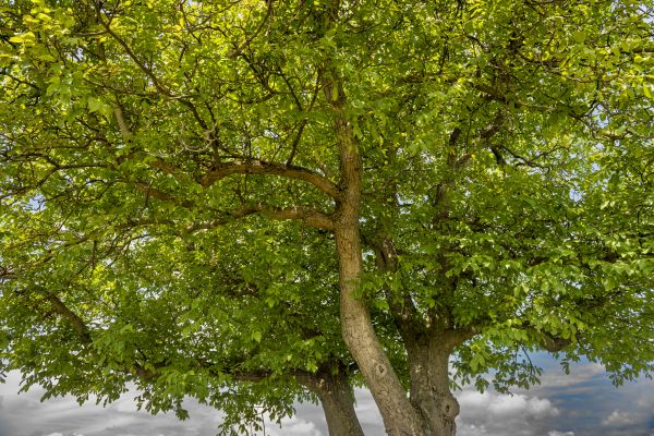 Walnut Tree Trimming Service