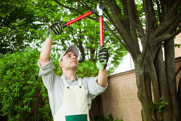 Tree Limb Pruning Service