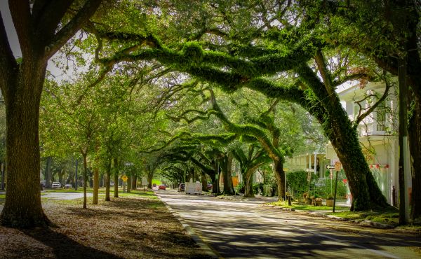 Tree Canopy Thinning Service