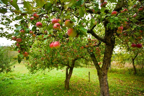 Apple Tree Pruning Service