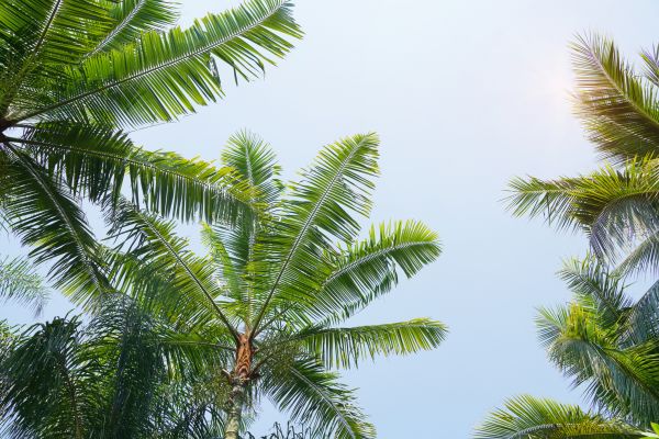 Palm Maintenance