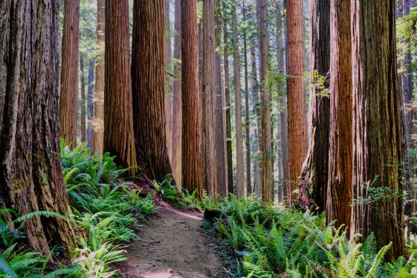 Redwood Tree Trimming Service