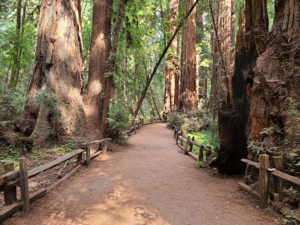 Redwood Tree Pruning Service