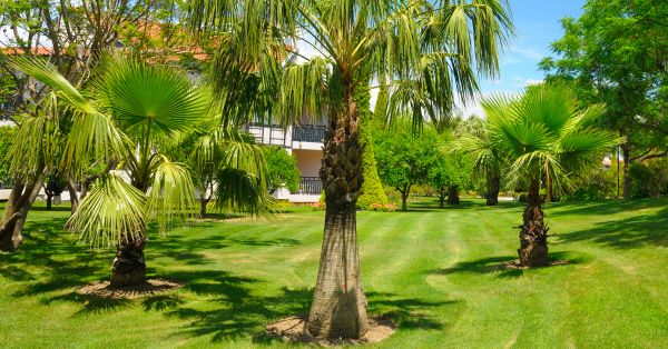 Palm Tree Shaping
