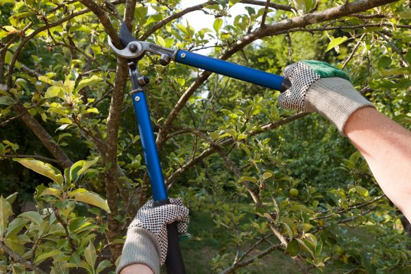 Residential Tree Pruning Service