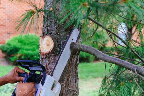 Residential Tree Cutting