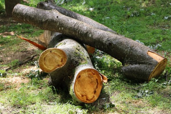 Emergency Tree Cutting