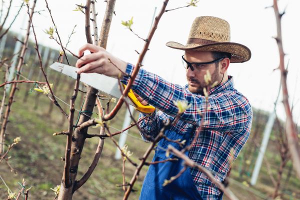 Orchard Tree Pruning Service