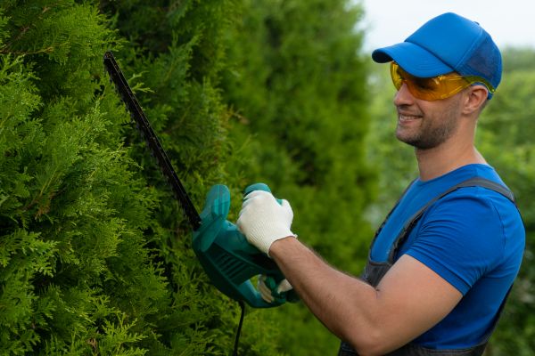 Tree Shaping Service