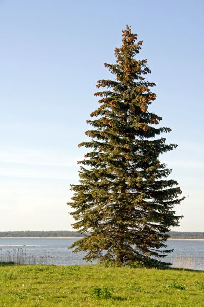 Spruce Tree Pruning Service
