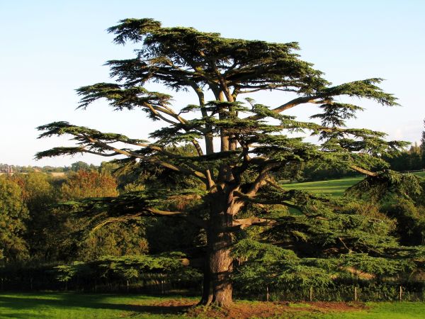 Cedar Tree Shaping