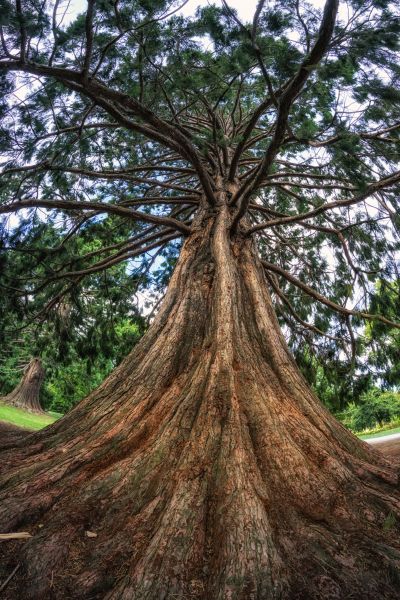 Cedar Tree Pruning Service
