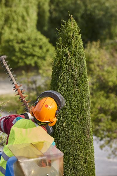 Cypress Tree Trimming Service