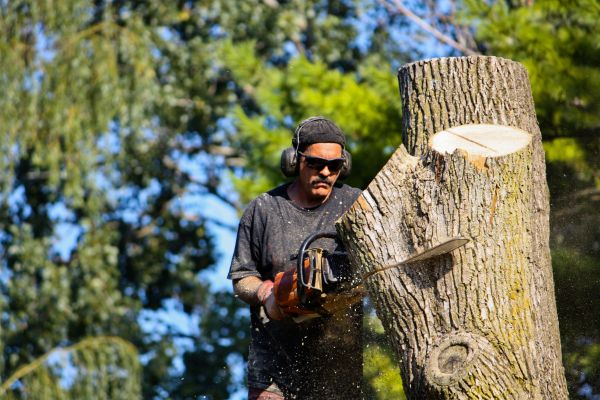 Ash Tree Pruning Service