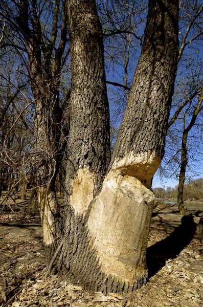Ash Tree Cutting