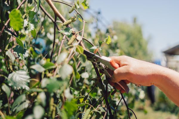 Birch Tree Pruning Service